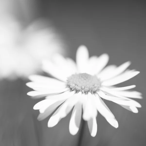 Flores Margarida — Fotografia de Stock