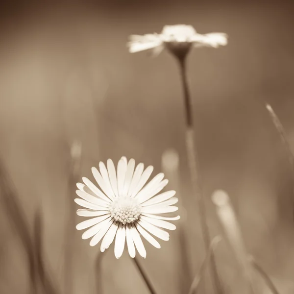 Madeliefjebloemen — Stockfoto