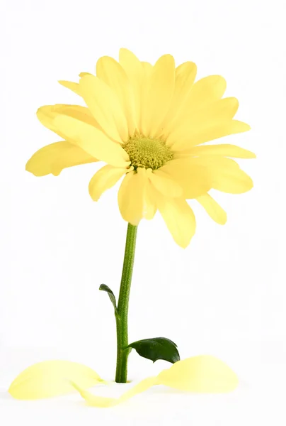Κίτρινο λουλούδι της gerber που απομονώνονται σε λευκό φόντο. — Φωτογραφία Αρχείου