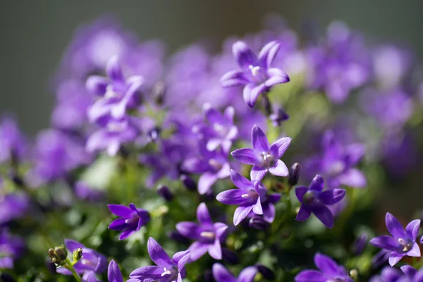 紫色の鐘花 — ストック写真