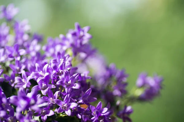 Lilla klokker blomster - Stock-foto