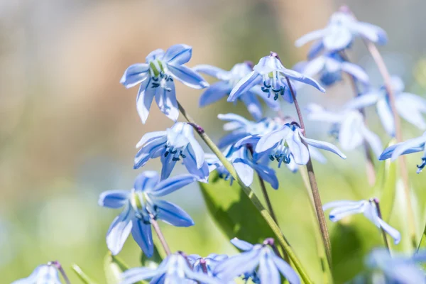 Blå forårsblomster - Stock-foto