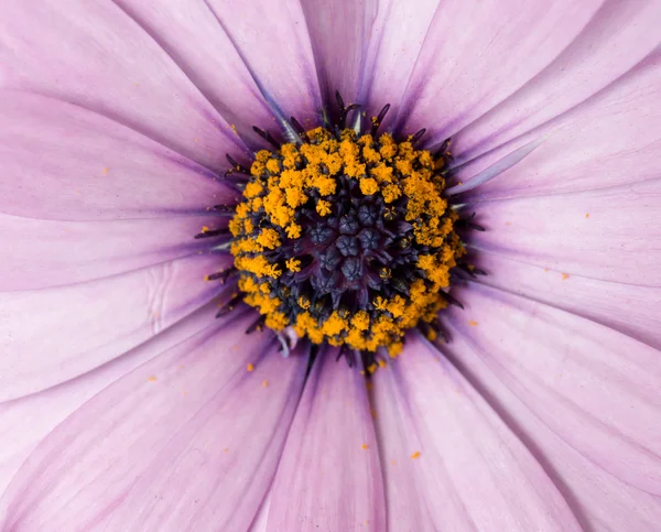 Spring flower — Stock Photo, Image