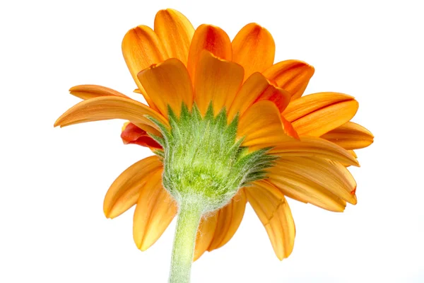 Gerber flower. — Stock Photo, Image