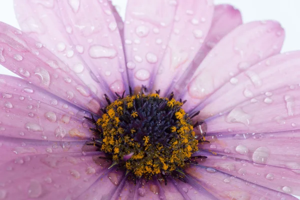 Flor de primavera — Fotografia de Stock