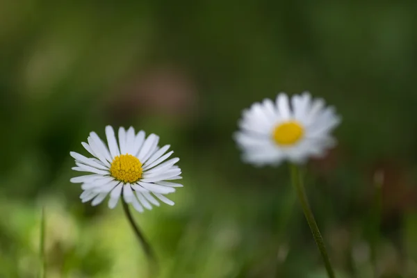 Papatya çiçekleri — Stok fotoğraf