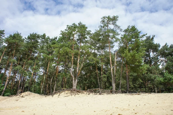 Orman ve kum — Stok fotoğraf