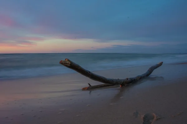 Дерево на пляжі — стокове фото