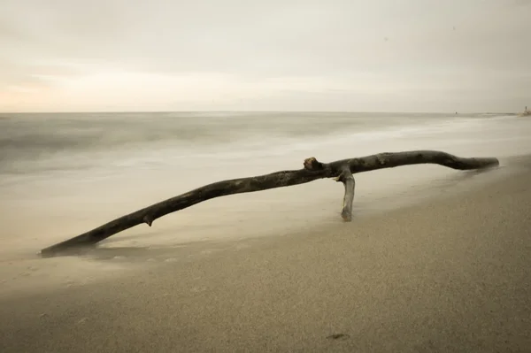 Albero in una spiaggia — Foto Stock