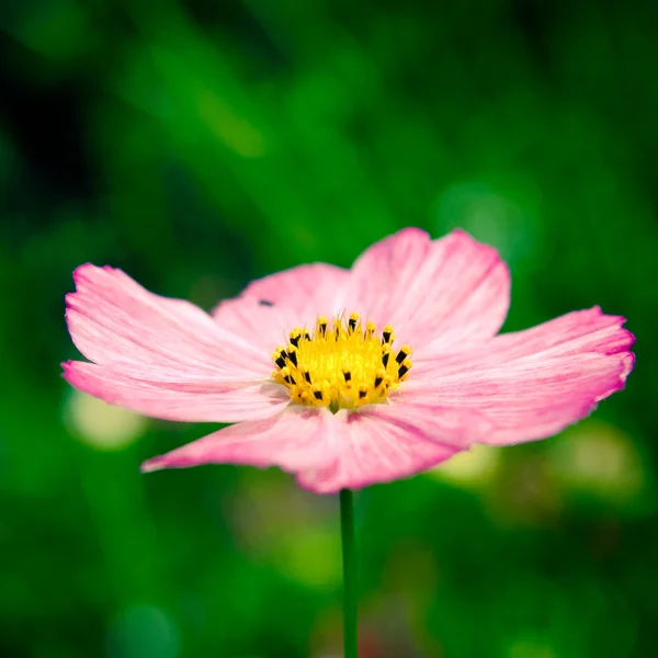 Spring flower — Stock Photo, Image