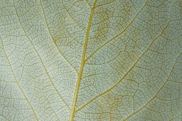 Leaf texture — Stock Photo, Image