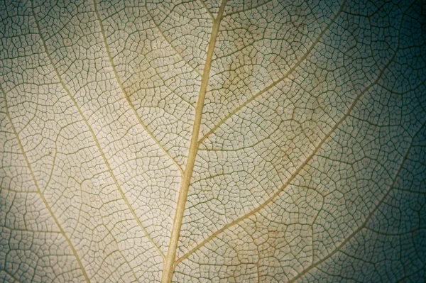 Leaf texture — Stock Photo, Image