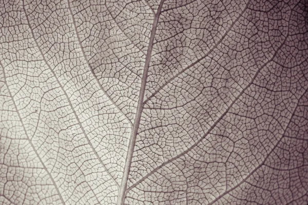 Textura de la hoja — Foto de Stock