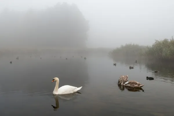 Pokryte parę mglisty mglisty Jezioro Łabędzie — Zdjęcie stockowe