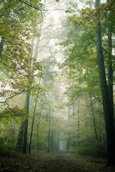 Spring forest treetops — Stock Photo, Image