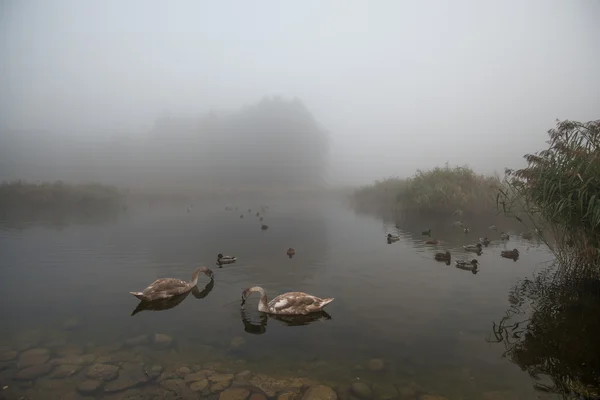 Paire de cygnes accouplés sur le lac brumeux brumeux brouillard — Photo