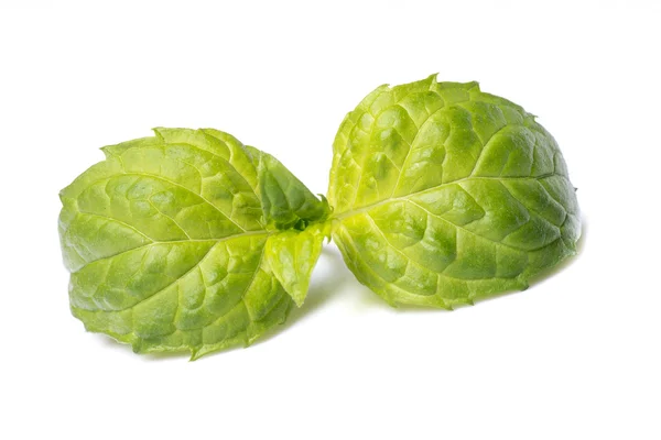 Fresh mint leafs — Stock Photo, Image