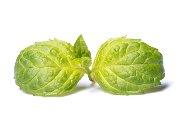 Fresh mint leafs — Stock Photo, Image