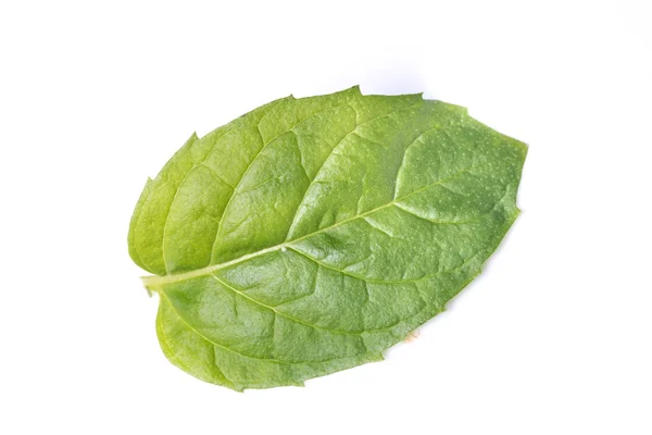 Fresh mint leaf — Stock Photo, Image