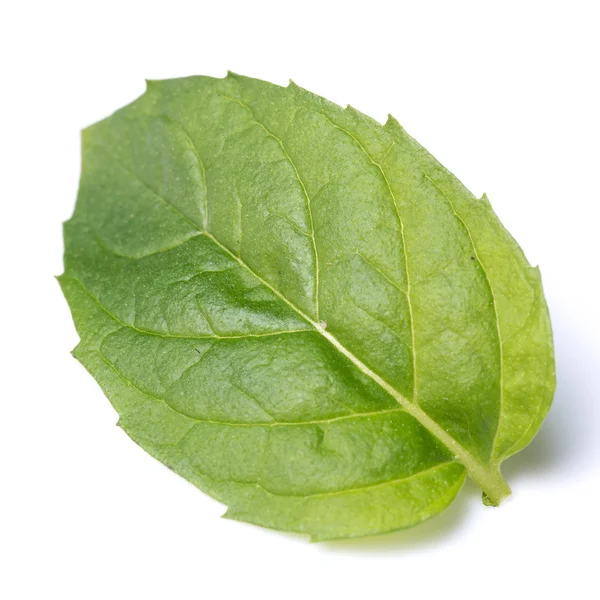 Fresh mint leaf — Stock Photo, Image