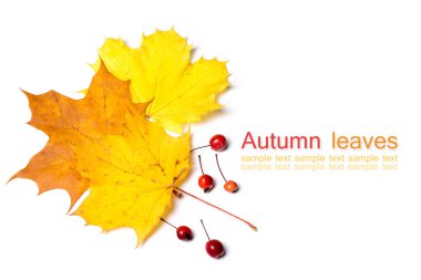 Renkli sonbahar yaprakları