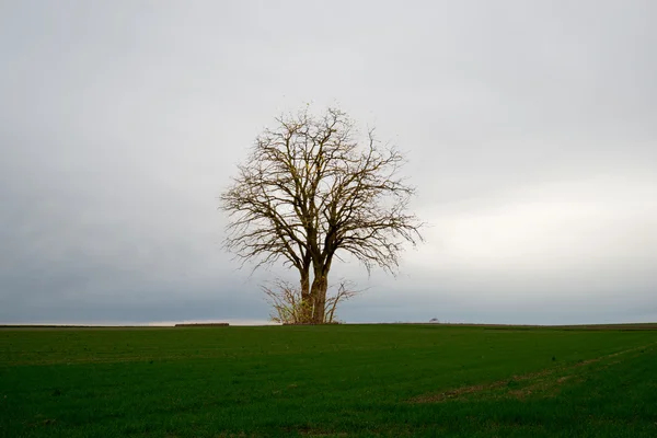 Árbol solitario — Foto de Stock