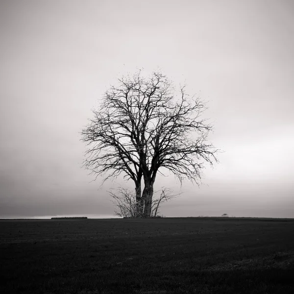 Árbol solitario — Foto de Stock