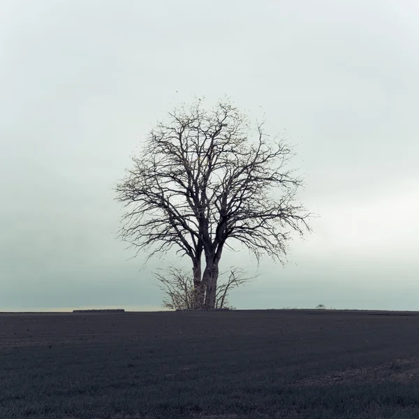 Lonely tree — Stock Photo, Image