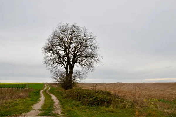 Single lonely tree — Stock Photo, Image