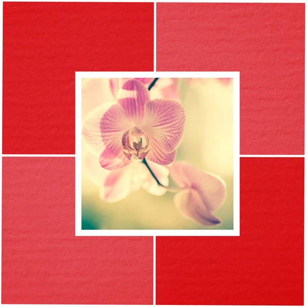 Bellissime orchidee — Foto Stock