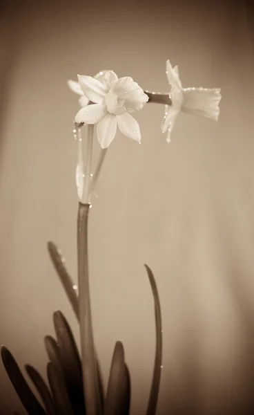 Daffodil flower or narcissus — Stock Photo, Image