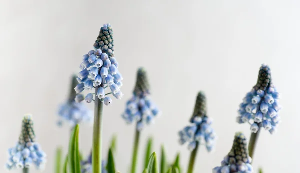 Muscari —  Fotos de Stock