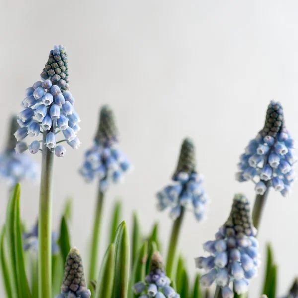 Muscari —  Fotos de Stock