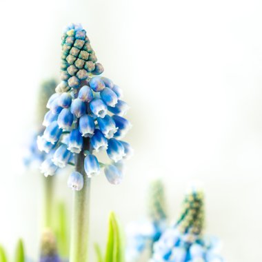Muscari