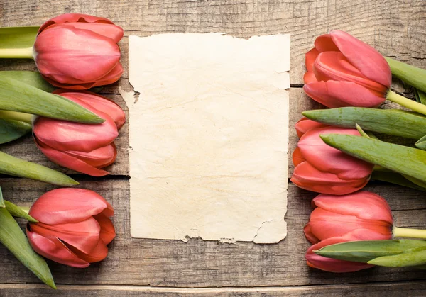 Tulpen en papier met kopie ruimte — Stockfoto