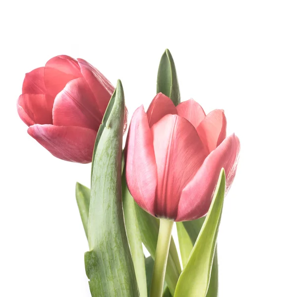 Tulipani — Foto Stock