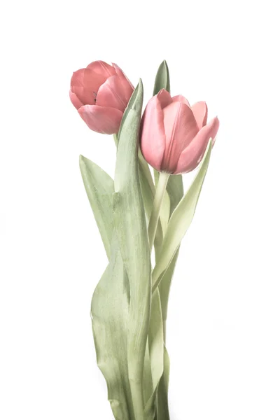 Tulpen — Stockfoto