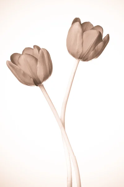 Tulipani — Foto Stock