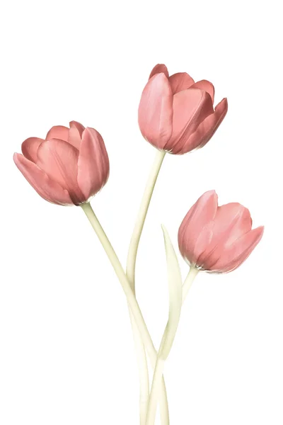 Tulpen — Stockfoto