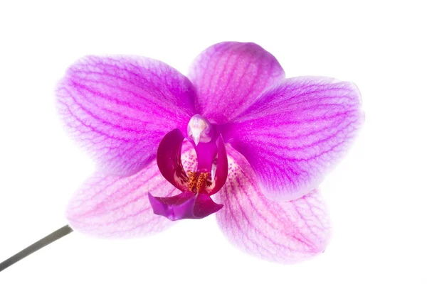 紫色の蘭. — ストック写真