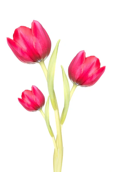 Tulipanes — Foto de Stock