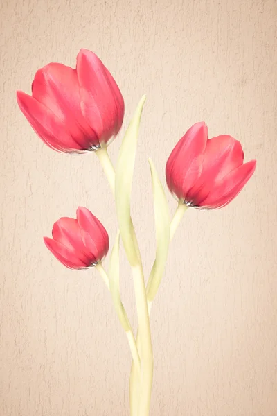 Tulpen — Stockfoto