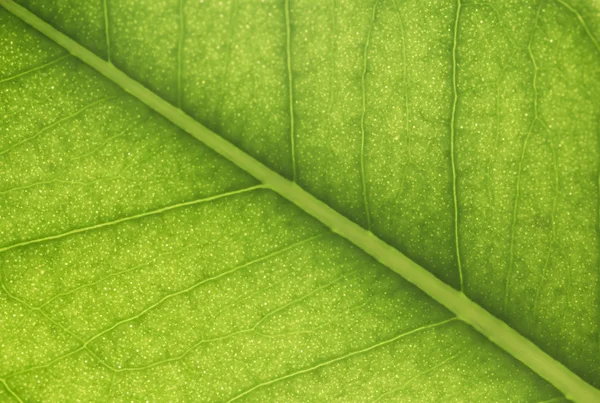 Grönt blad bakgrund — Stockfoto