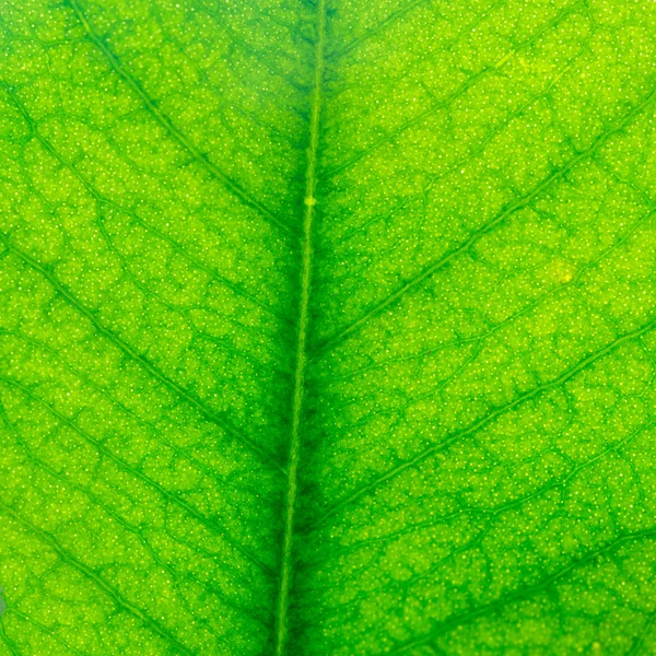 Feuille verte fond — Photo