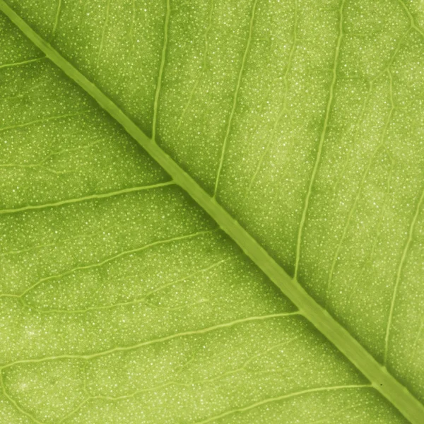 Green leaf background — Stock Photo, Image