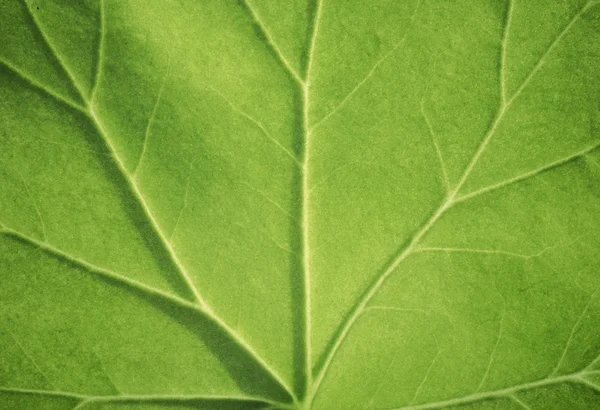 Green leaf background — Stock Photo, Image