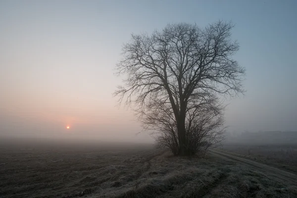 Lonely tree in a field — Stock Photo, Image