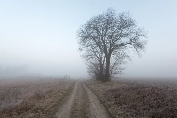 Samotne drzewo na polu — Zdjęcie stockowe