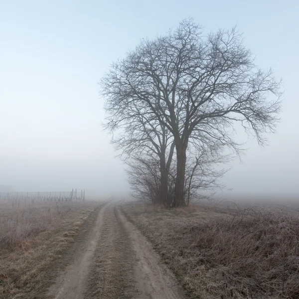 Lonely tree in a field — Stock Photo, Image