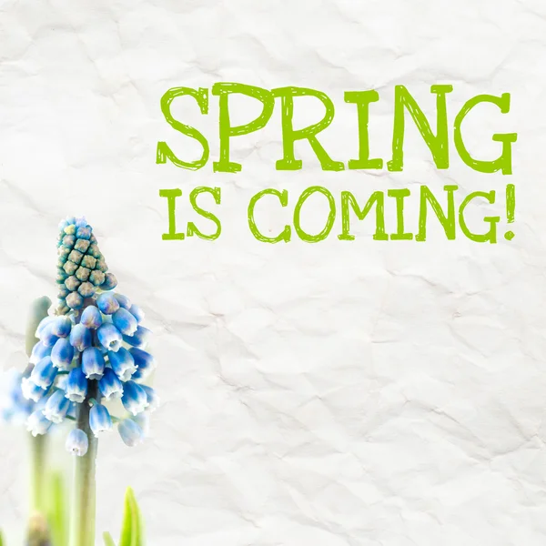 Muscari con texto La primavera está llegando — Foto de Stock